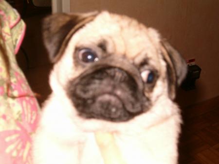regardez moi!! cette bouille d'amour !c'est moi! bloom!